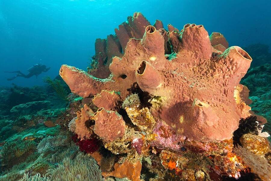 First Animals on Earth 541 Million Years