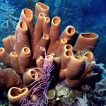 First Animals on Earth 541 Million Years