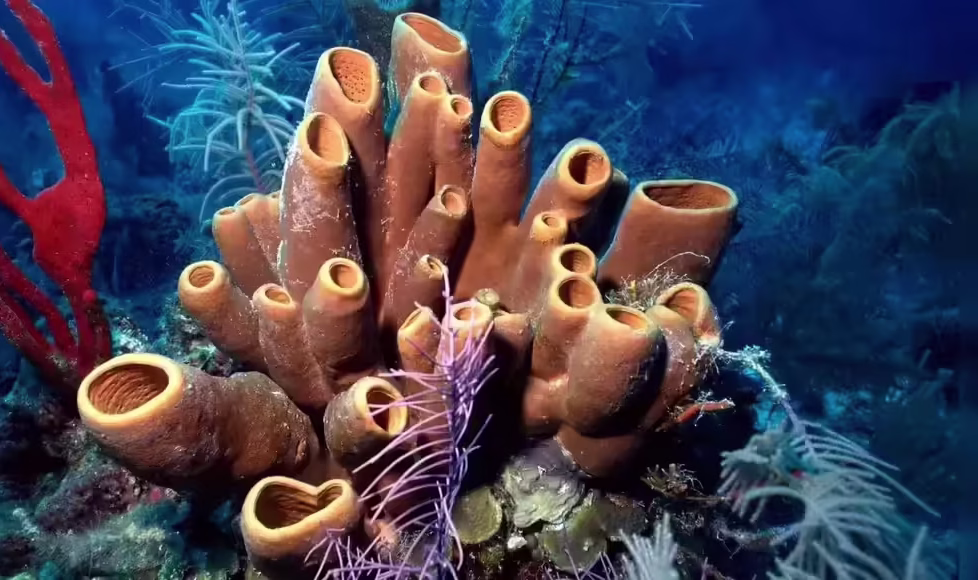 First Animals on Earth 541 Million Years