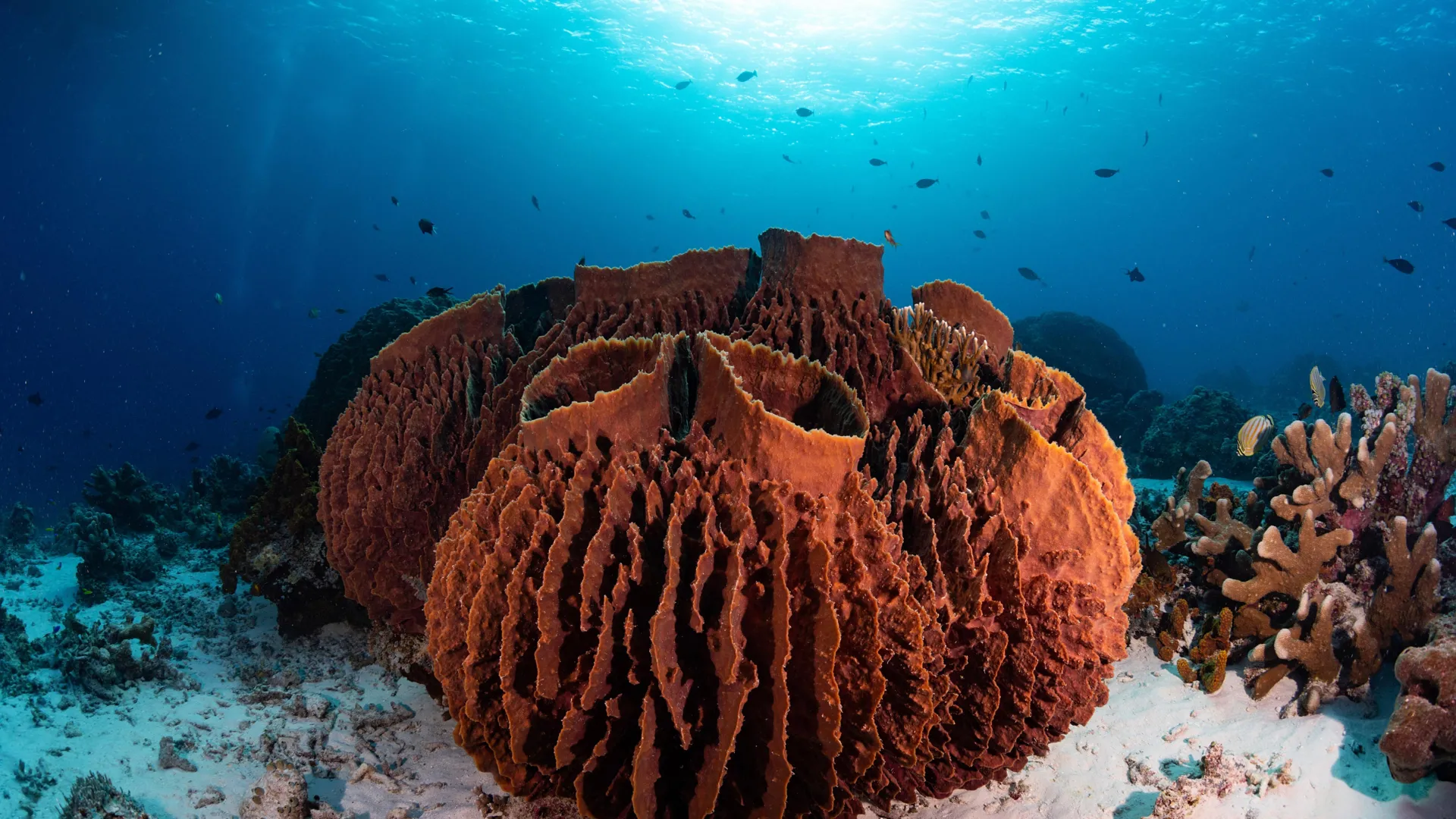 First Animals on Earth 541 Million Years