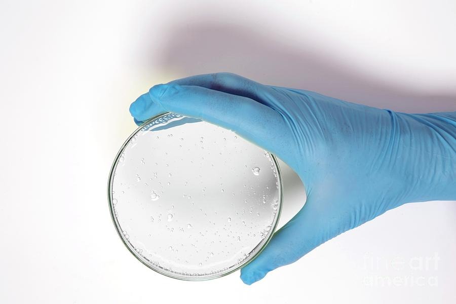 Ghee Biosurfactant Discovery
