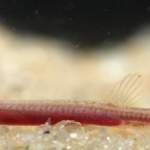 Gitchak Nakana Fish Found