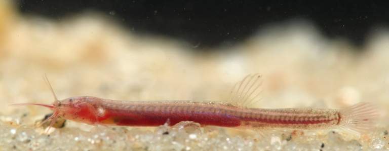 Gitchak Nakana Fish Found