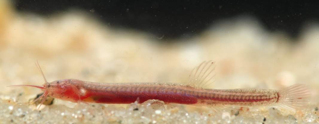 Gitchak Nakana Fish Found