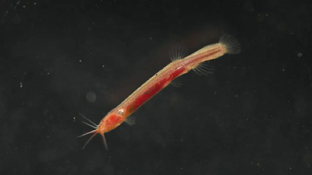 Gitchak Nakana Fish Found in Assam Groundwater Aquifer Gitchak Nakana Fish Found