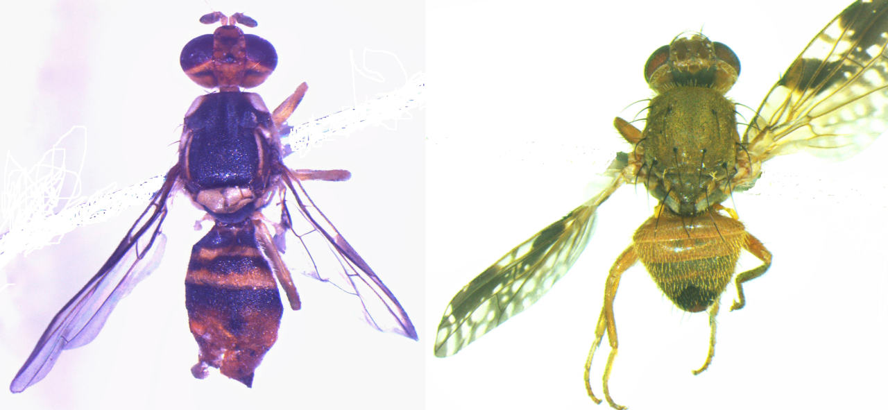 Himalayan Fruit Fly Discovery