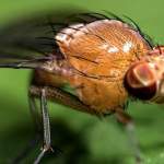 Himalayan Fruit Fly Discovery