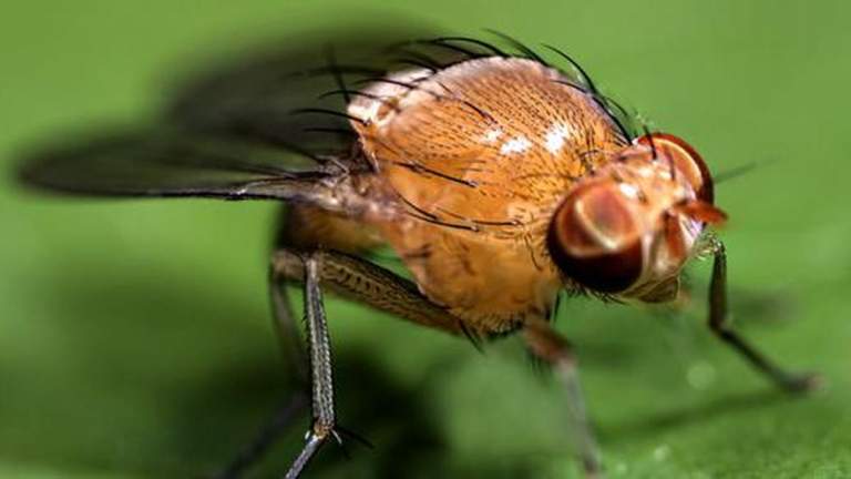 Himalayan Fruit Fly Discovery