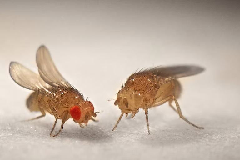 Himalayan Fruit Fly Discovery