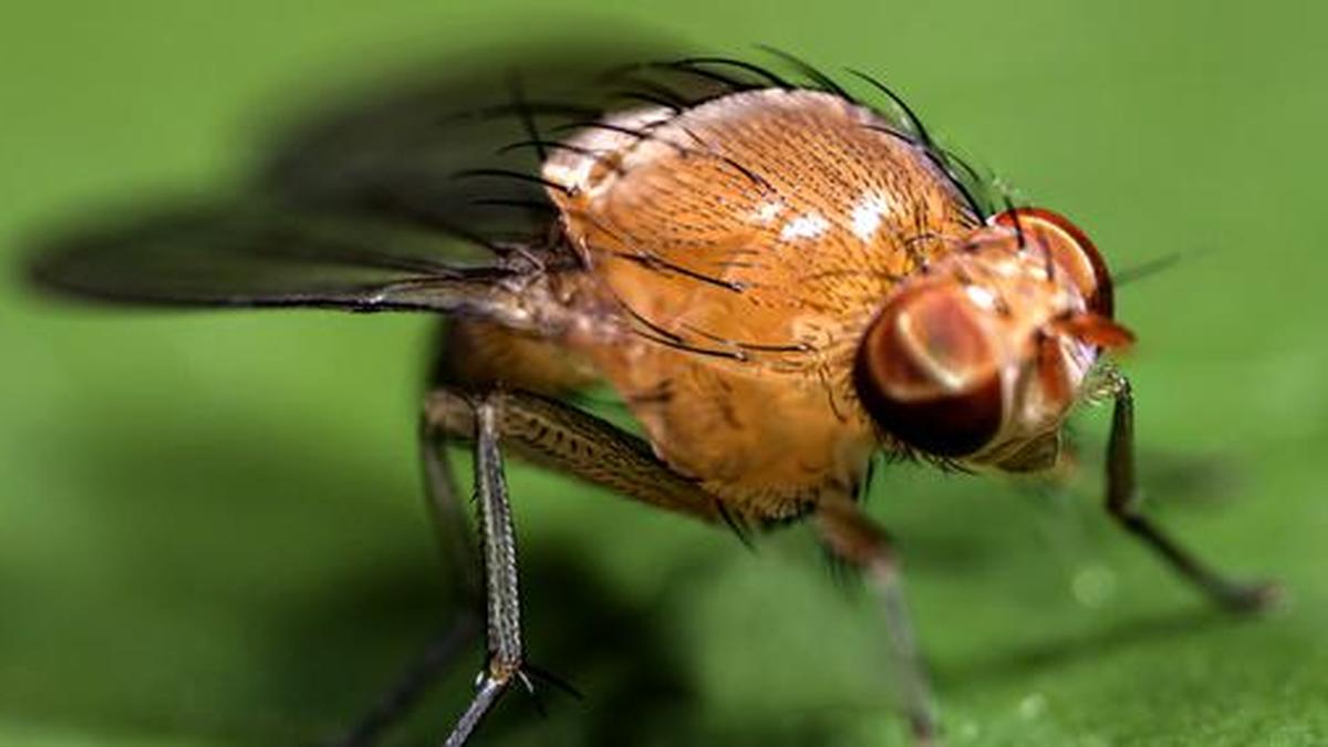 Himalayan Fruit Fly Discovery
