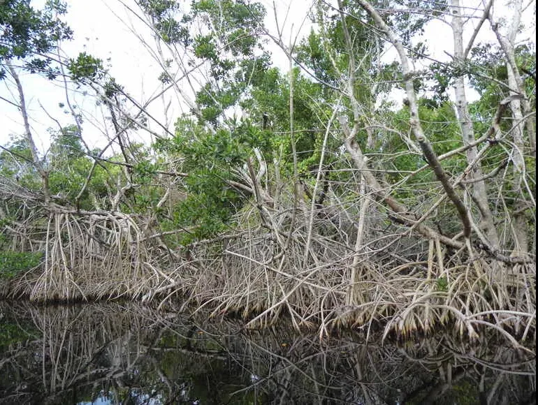 Hypercapnic Hypoxia Mangroves