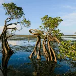 Hypercapnic Hypoxia Mangroves