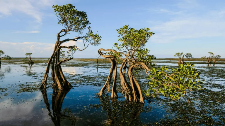 Hypercapnic Hypoxia Mangroves