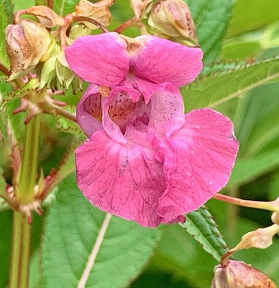 Impatiens nagorum Nagaland: New Flowering Plant Discovered in Fakim Wildlife Sanctuary Impatiens nagorum Nagaland