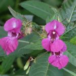 Impatiens nagorum Nagaland
