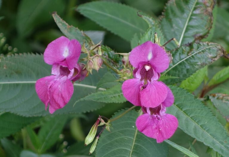 Impatiens nagorum Nagaland