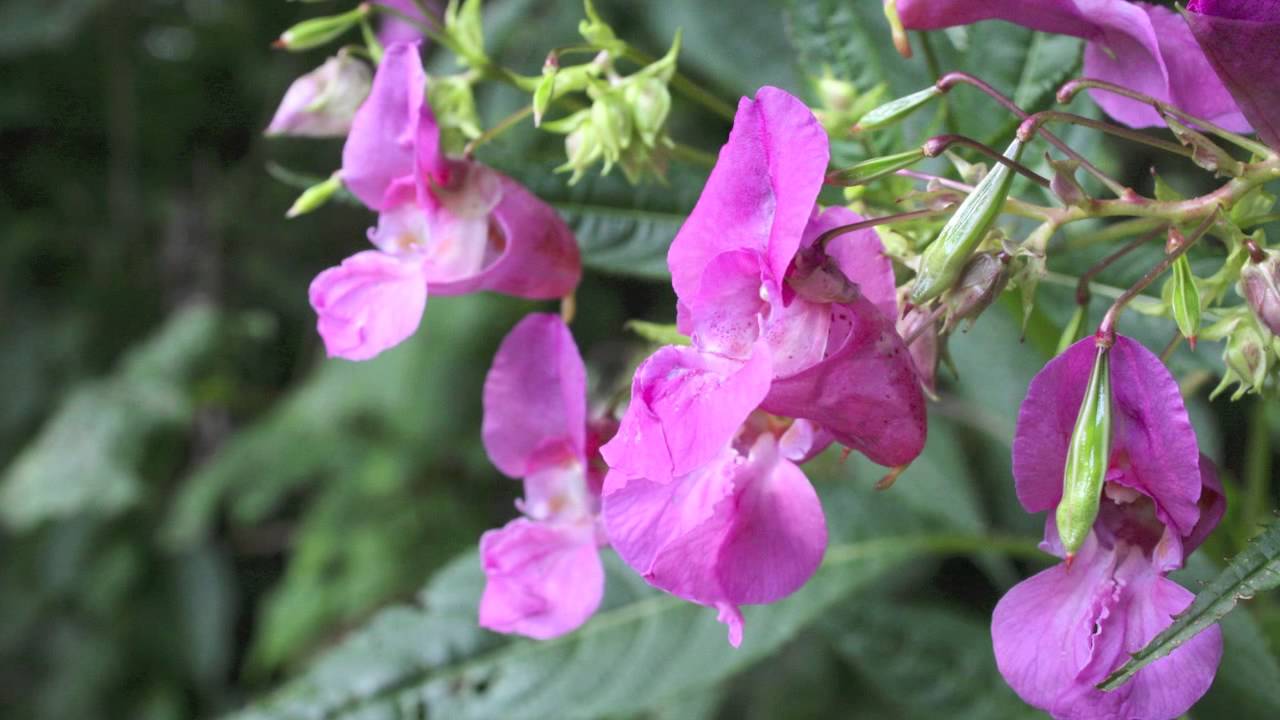 Impatiens nagorum Nagaland: New Flowering Plant Discovered in Fakim Wildlife Sanctuary Impatiens nagorum Nagaland