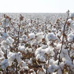 India Cotton Exports US