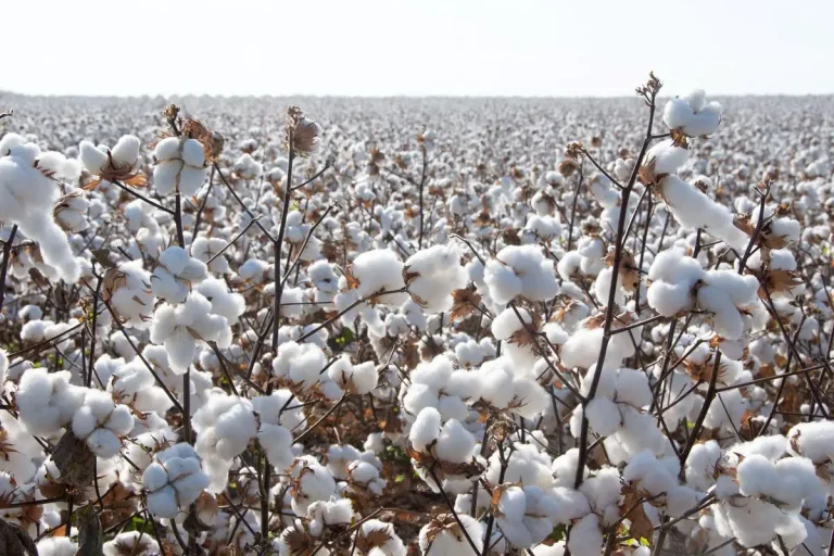 India Cotton Exports US