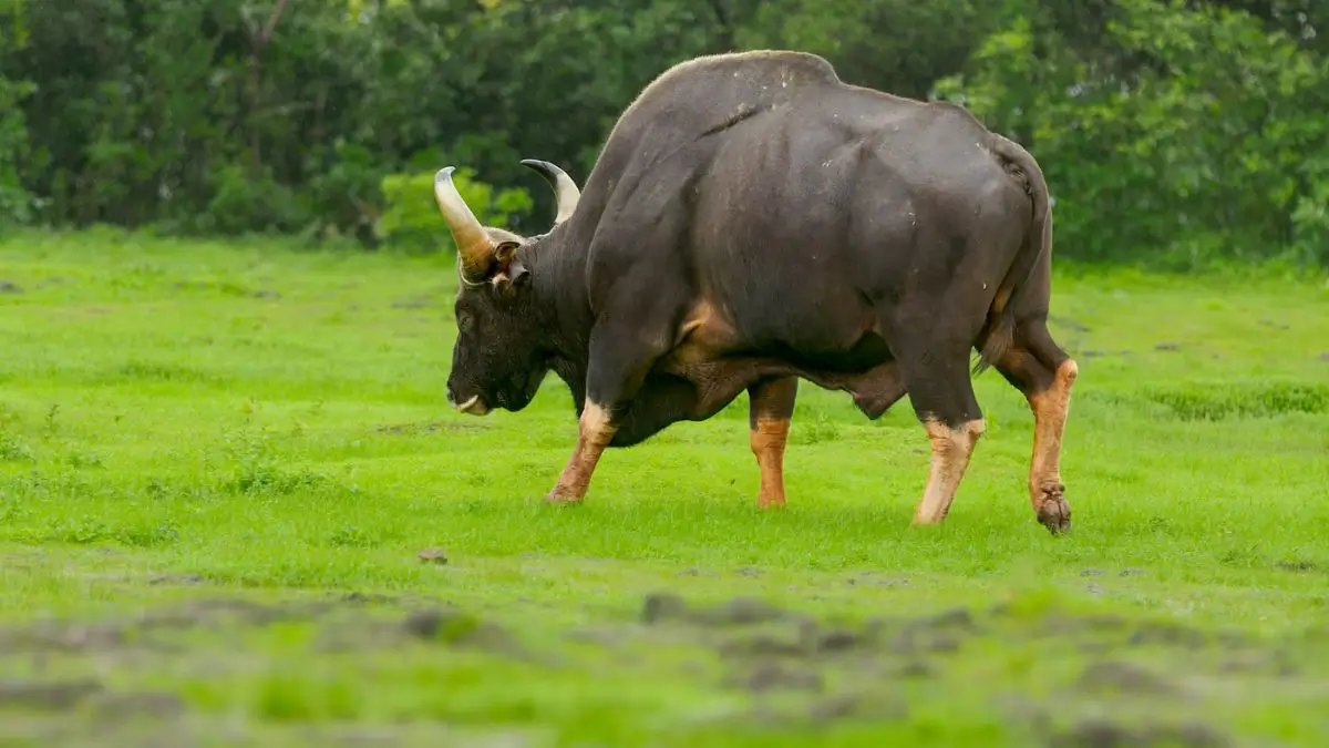 Indian Bison Fest Debrigarh 