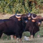 Indian Bison Fest Debrigarh