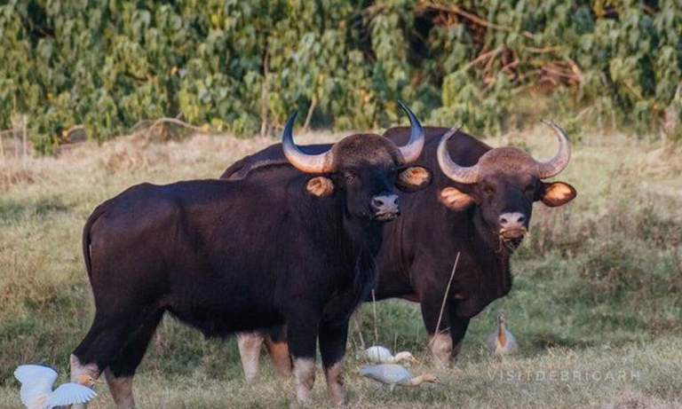 Indian Bison Fest Debrigarh