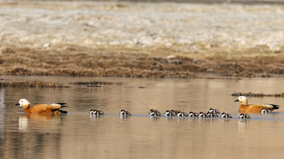 Ladakh Ruddy Shelducks Protection