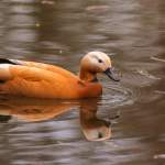 Ladakh Ruddy Shelducks Protection