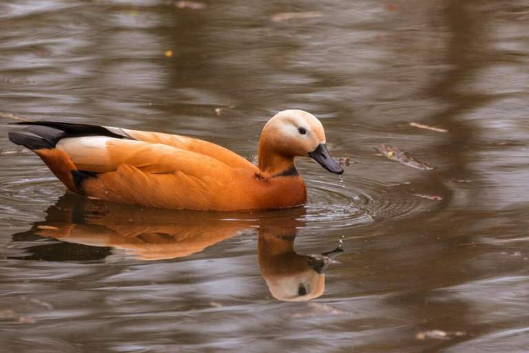 Ladakh Ruddy Shelducks Protection