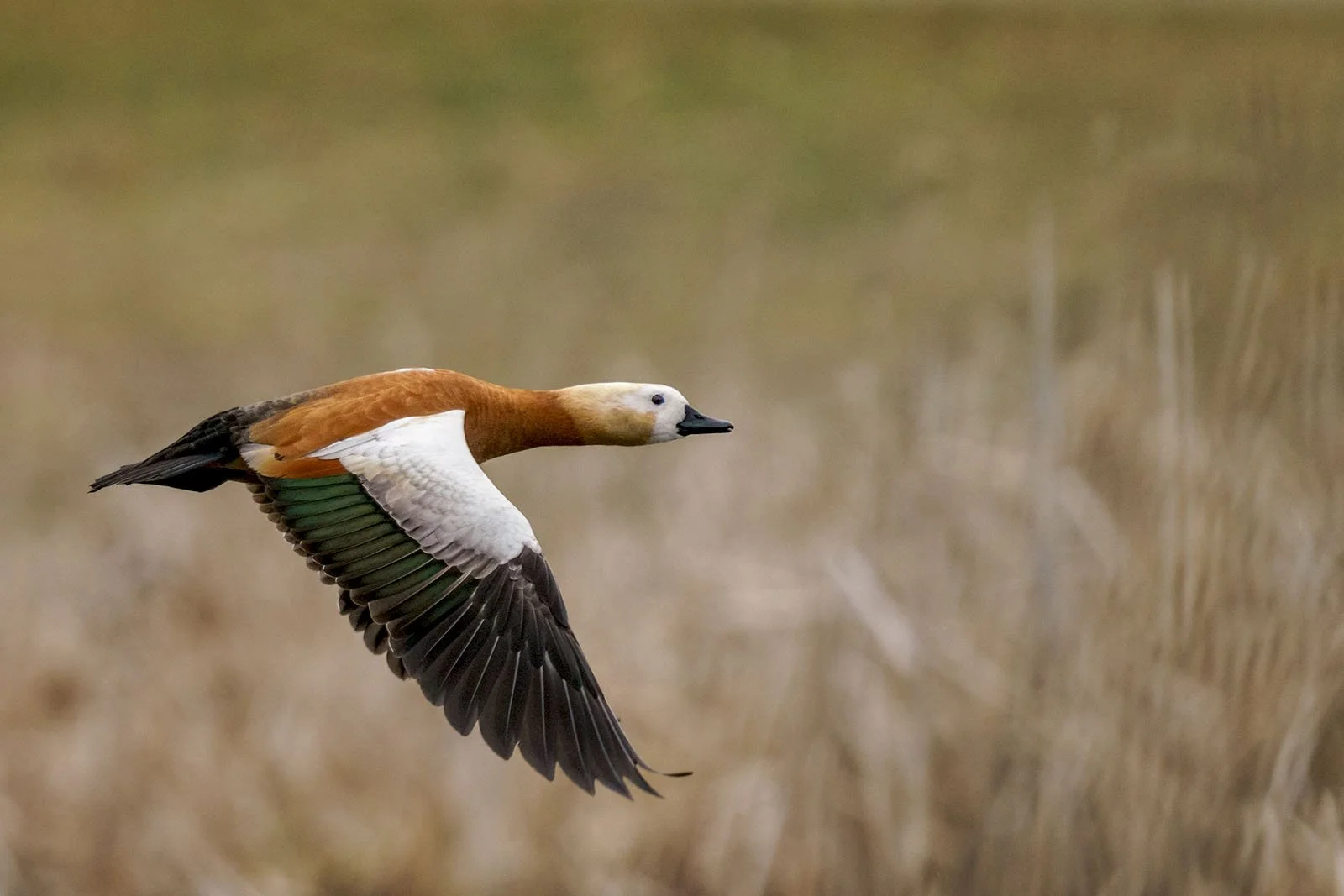 Ladakh Ruddy Shelducks Protection