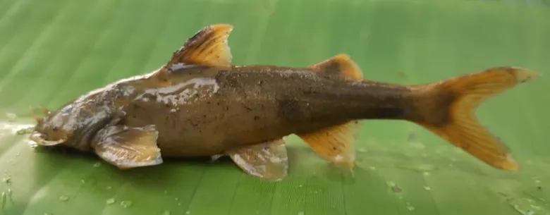 Nagaland River Fish Discovery