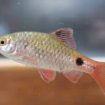 Nagaland River Fish Discovery