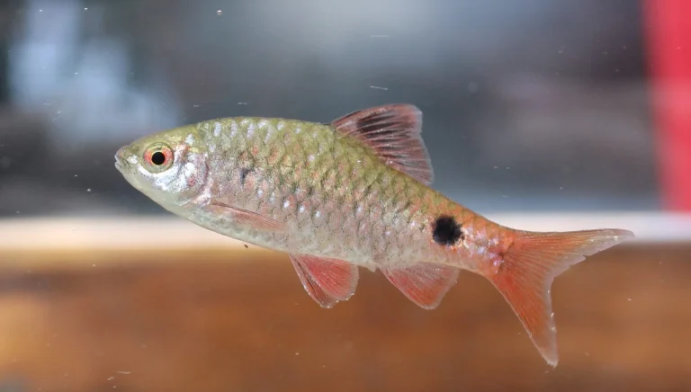 Nagaland River Fish Discovery