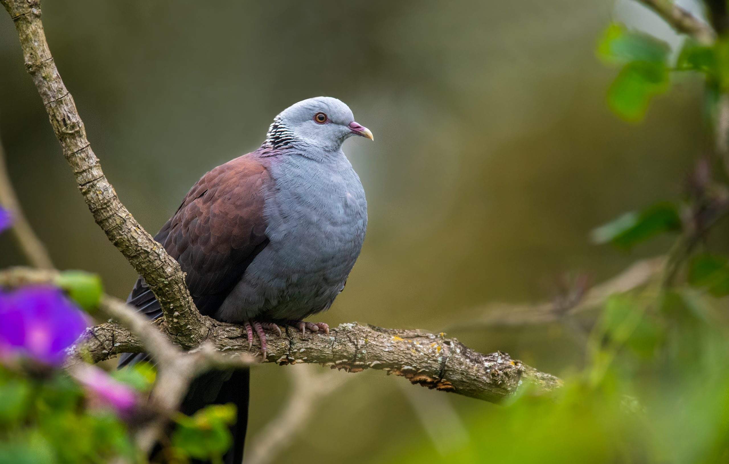 Nilgiri Wood Pigeon Climate Threat: Study Warns of Shrinking Habitat in Western Ghats Recurve Archery Nilgiri Wood Pigeon Climate Threat