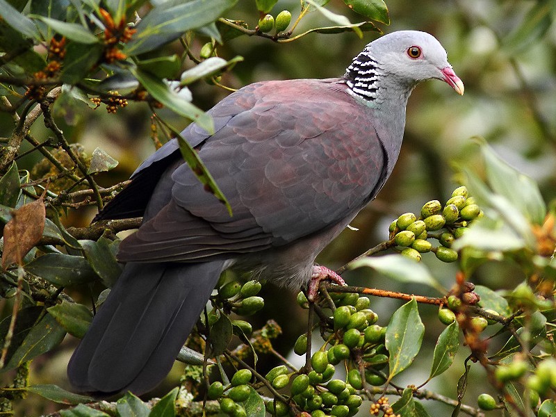 Nilgiri Wood Pigeon Climate Threat: Study Warns of Shrinking Habitat in Western Ghats Recurve Archery Nilgiri Wood Pigeon Climate Threat