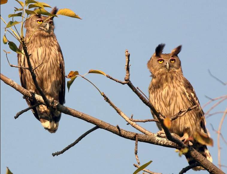 Rare Dusky Eagle Owl Corbett Sighting Excites Conservationists Rare Dusky Eagle Owl Corbett
