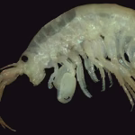 Stenothoe lowryi Discovery India