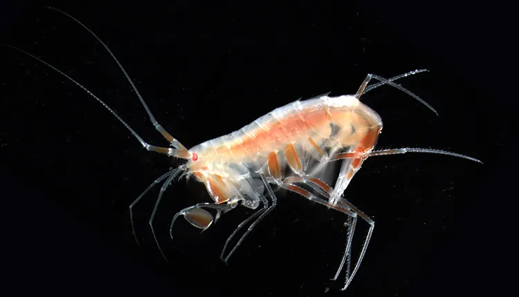 Rare Marine Species Found: Stenothoe lowryi Discovery India Stenothoe lowryi Discovery India