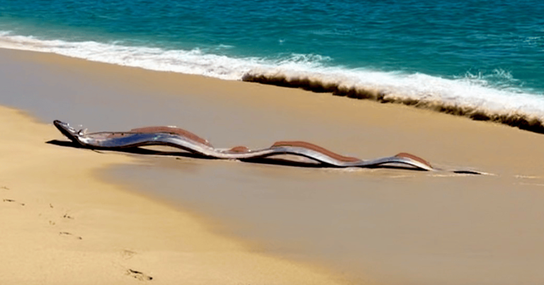 Rare Oarfish Cabo San Lucas