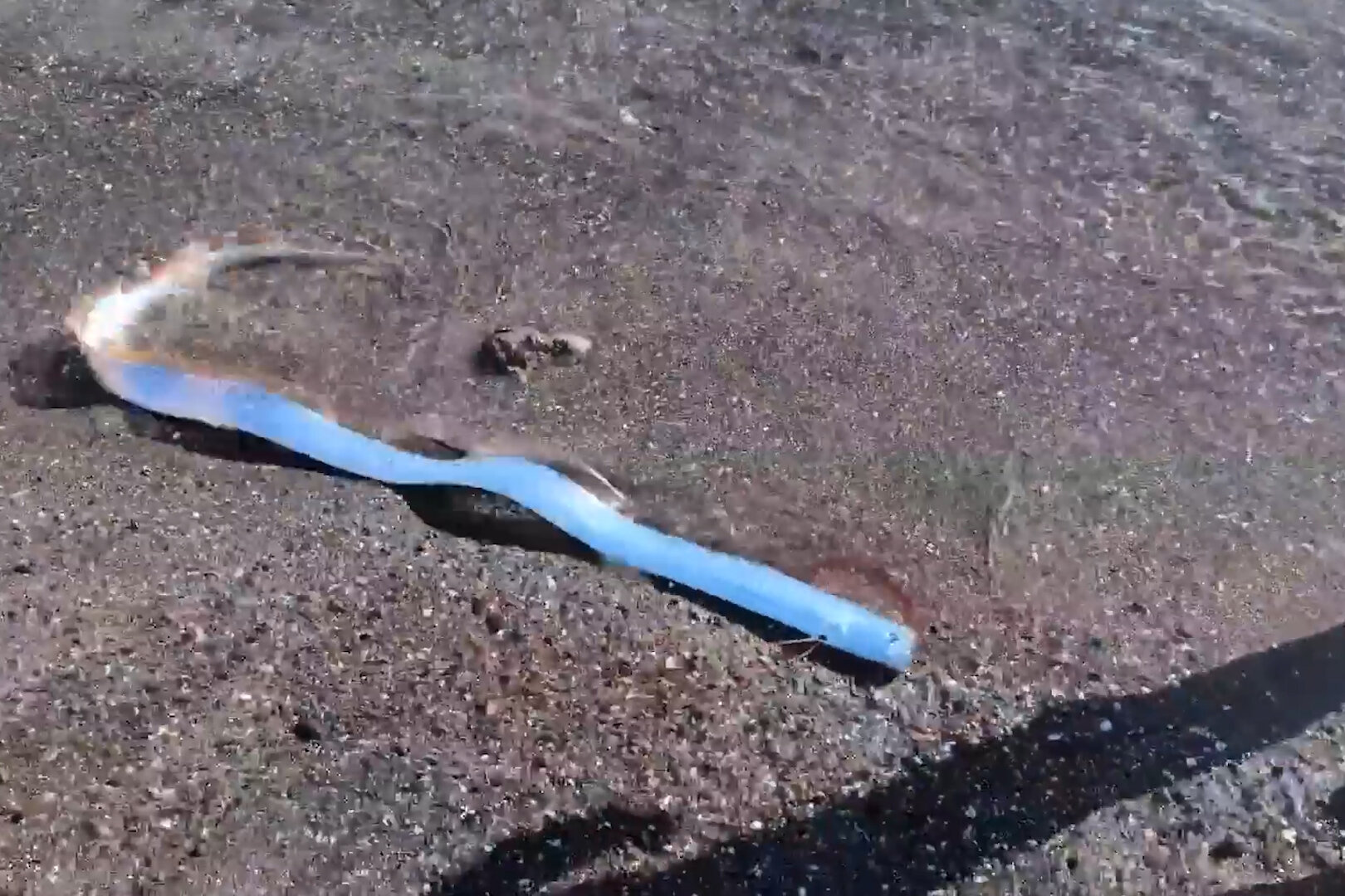 Rare Oarfish Cabo San Lucas 