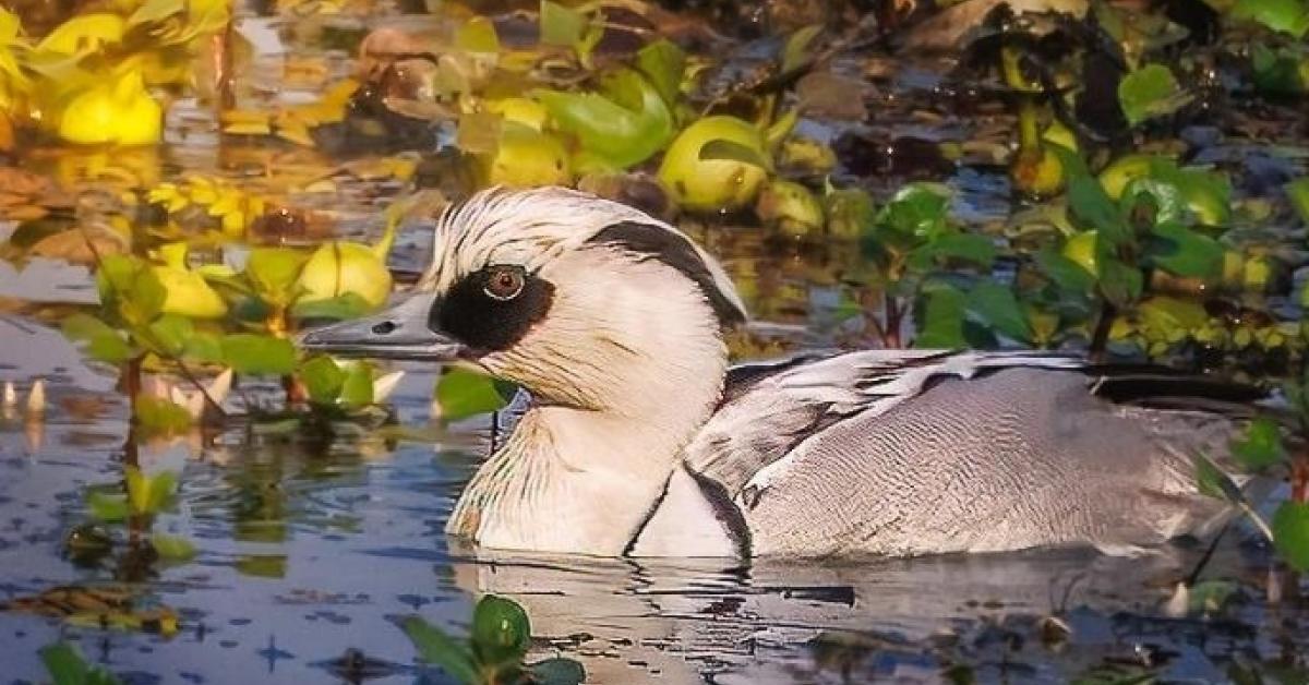 Smew Spotted in Kaziranga