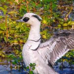 Smew Spotted in Kaziranga