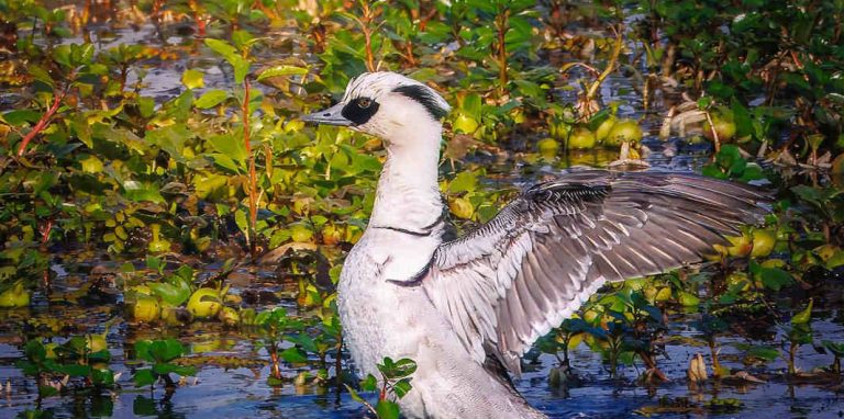 Smew Spotted in Kaziranga