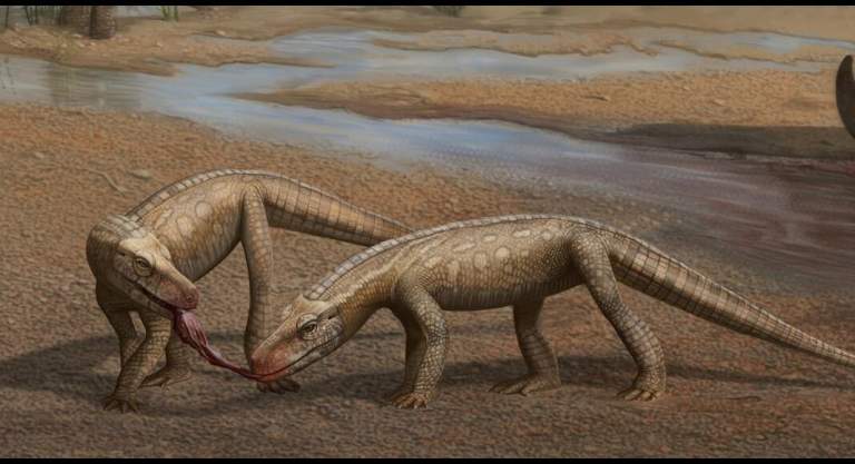 Sonselasuchus Cedrus Discovery