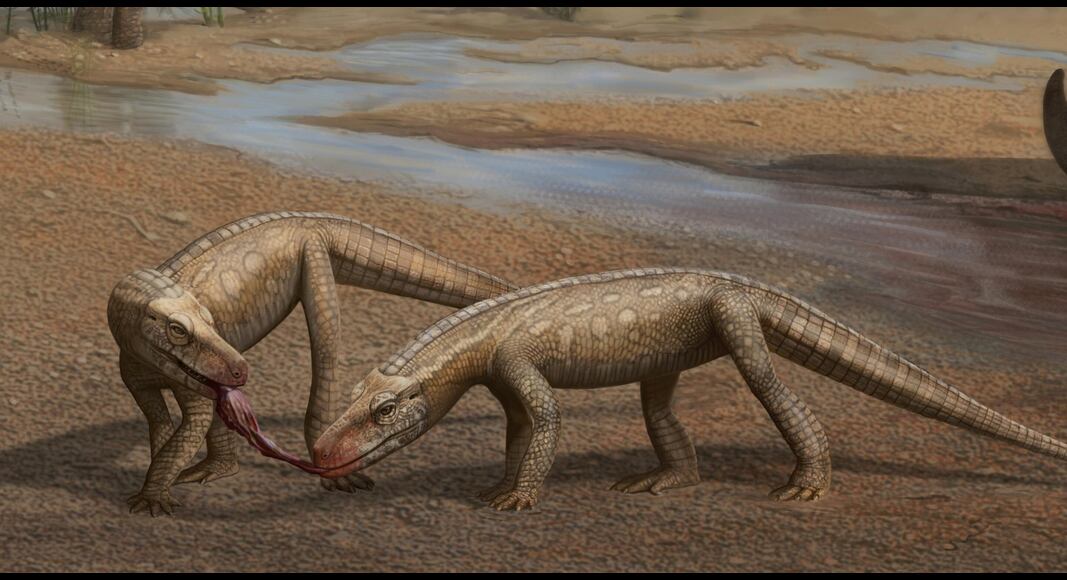 Sonselasuchus Cedrus Discovery