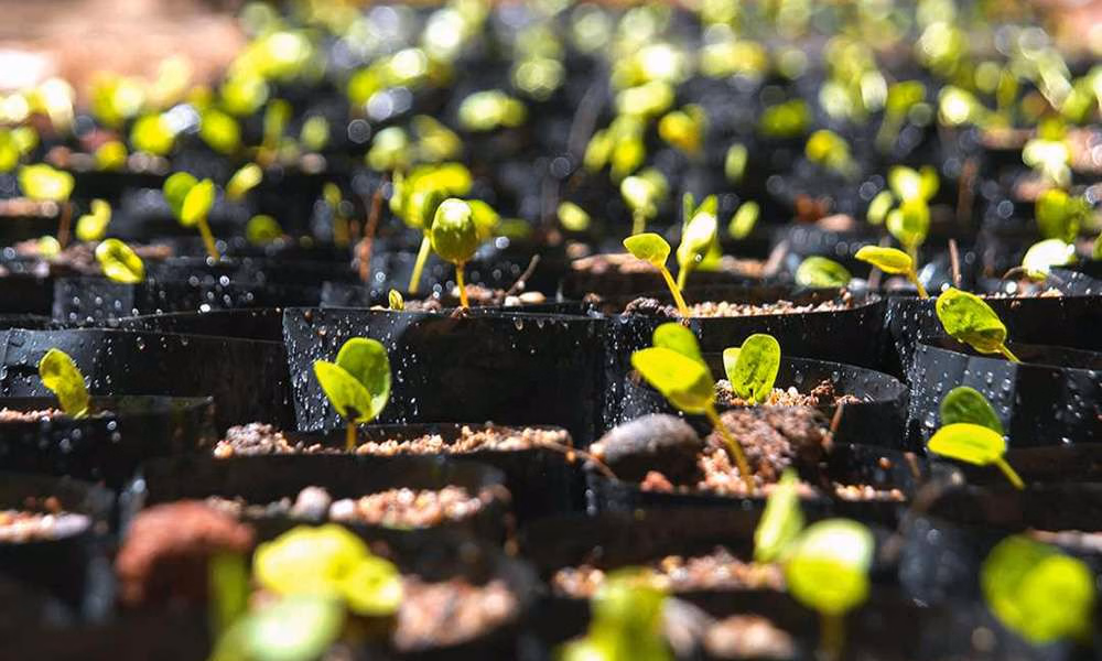 Varanasi 2.5 Lakh Sapling Record
