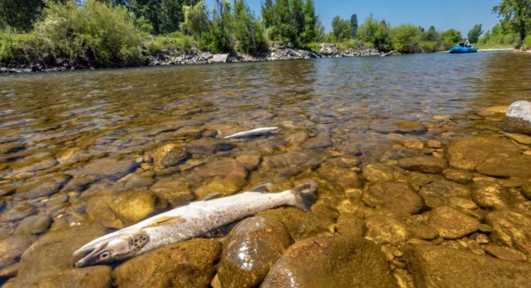 Cold Water Fisheries Conference