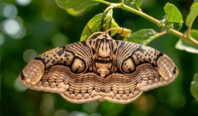ZSI New Lichen Moth Species