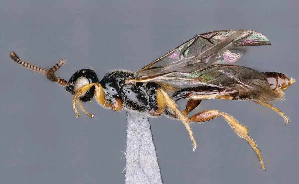ZSI New Lichen Moth Species Found in Himalayas