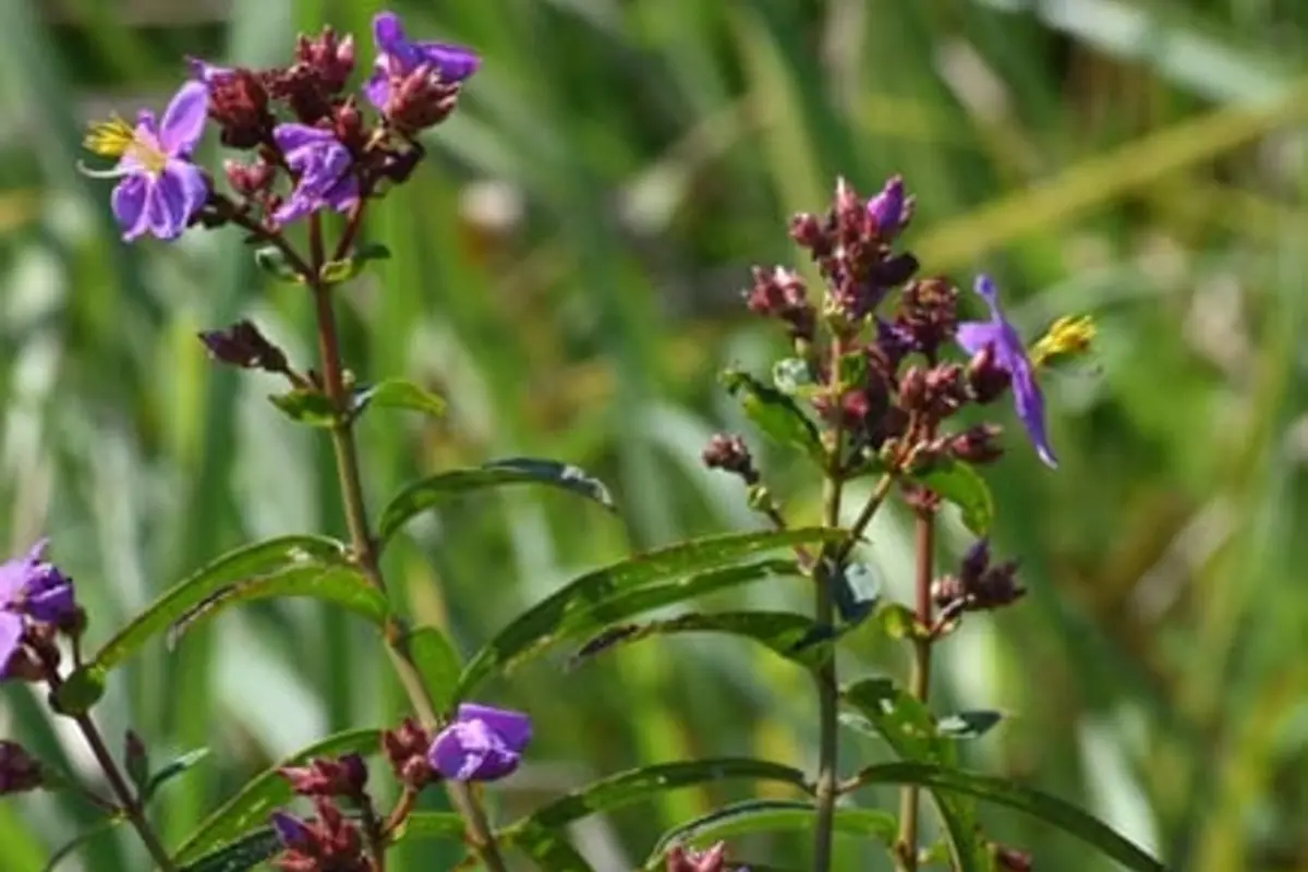 Zubeen Garg Named Plant: New Species Found in Manas National Park AAU Jorhat Faculty Recruitment Zubeen Garg Named Plant